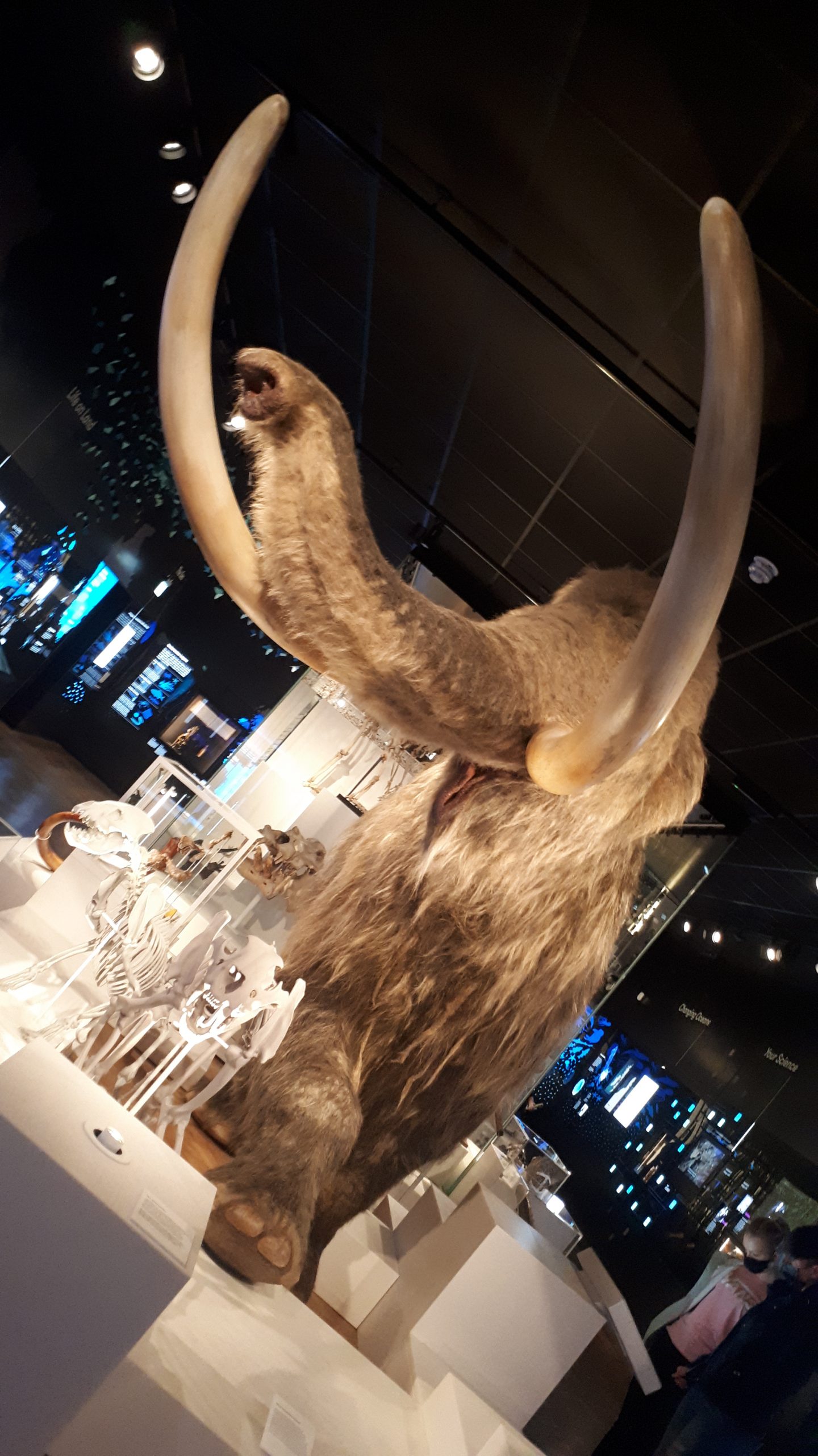 The reconstructed Woolly Mammoth in The Box's new Mammoth Natural History Gallery © The Box, Plymouth