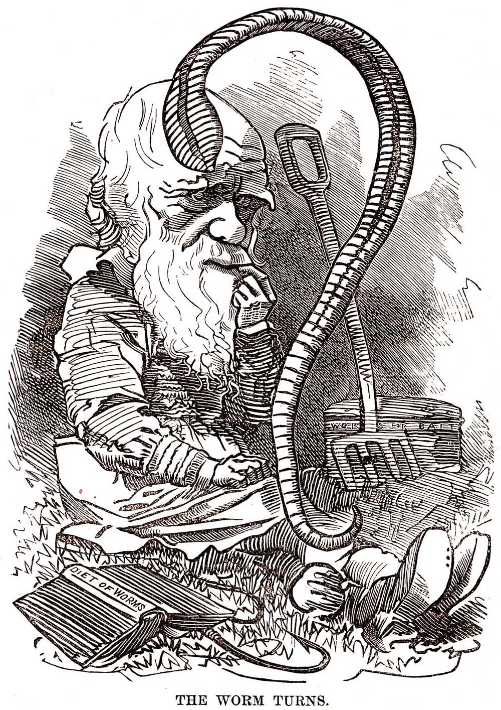 Cartoon of Darwin and an earthworm, published in Punch c.1882.