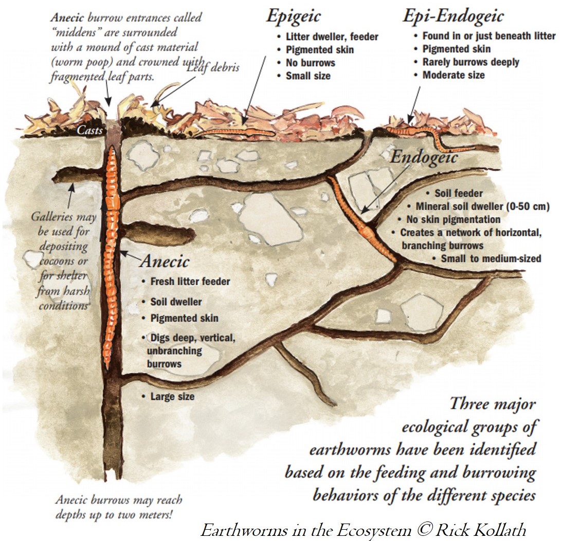 Earthworms in the Ecosystem (c) Rick Kollath (all rights reserved)