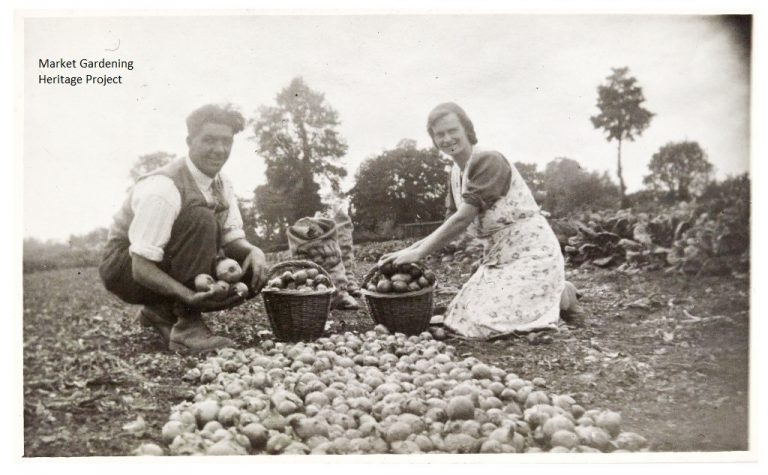 Onions grown during the war 
