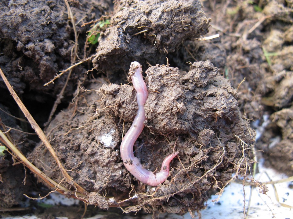 Soil feeding earthworm Aporrectodea caliginosa © Victoria Burton