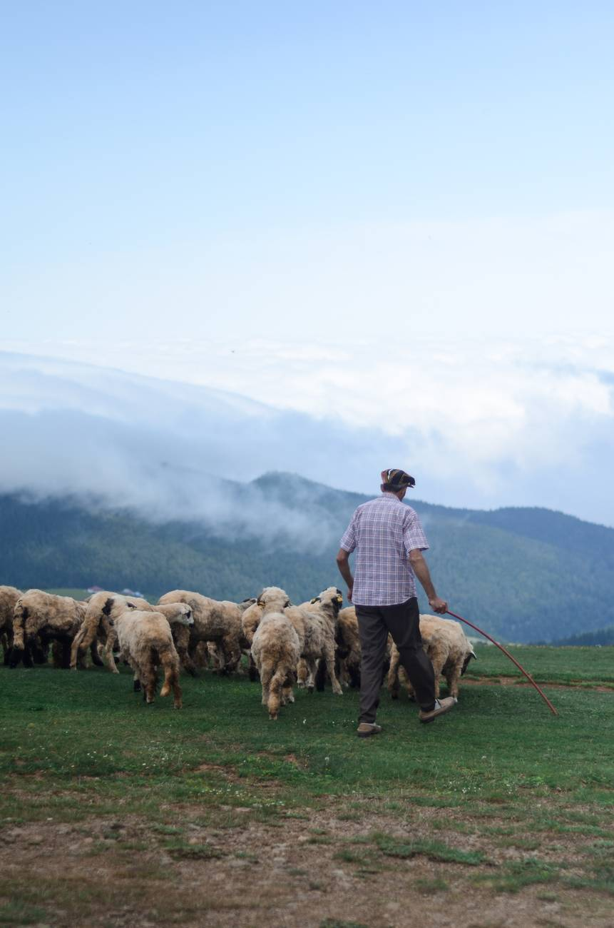 Sheep herder