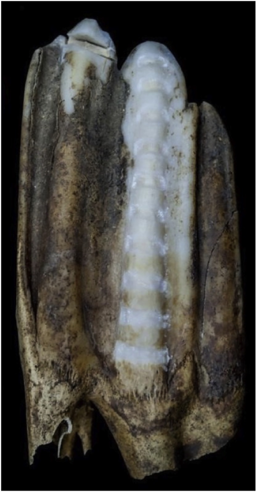 Close up photo of a cow tooth with samples removed