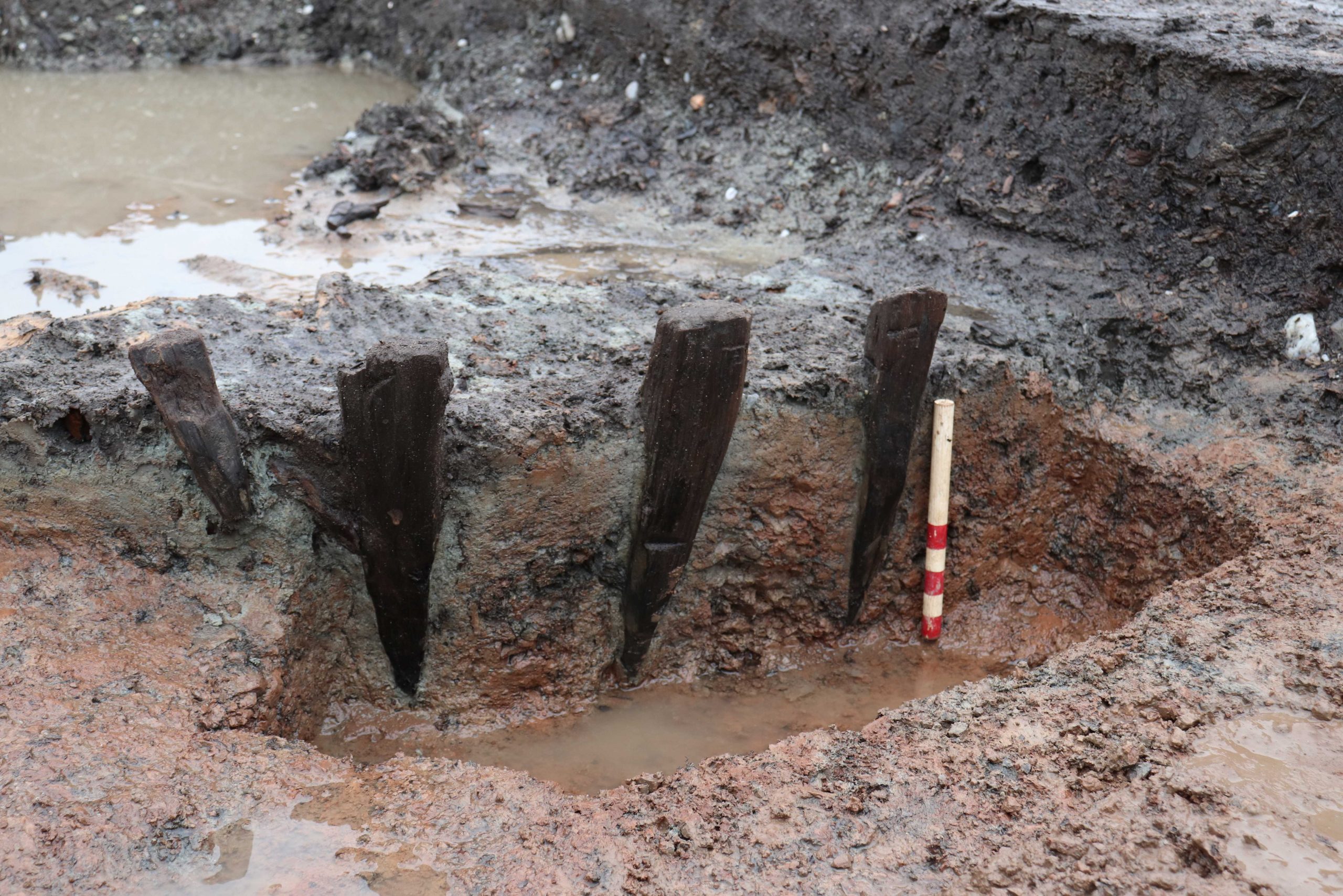 Three sharpened wooden stakes half exposed in ground