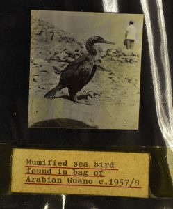Close up of image with text 'Mummified seabird found in bag of Arabian Guano' 
