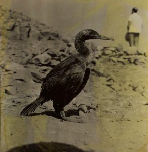 Close up of suspected Socotra cormorant