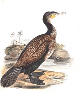 Art of a Great Cormorant