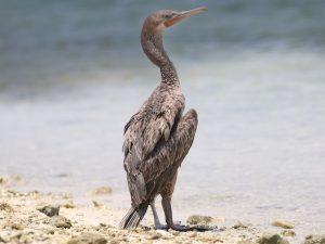 Picture of a Socotra Cormorant 