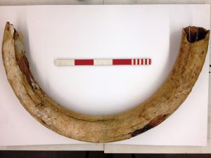 Mammoth tusk