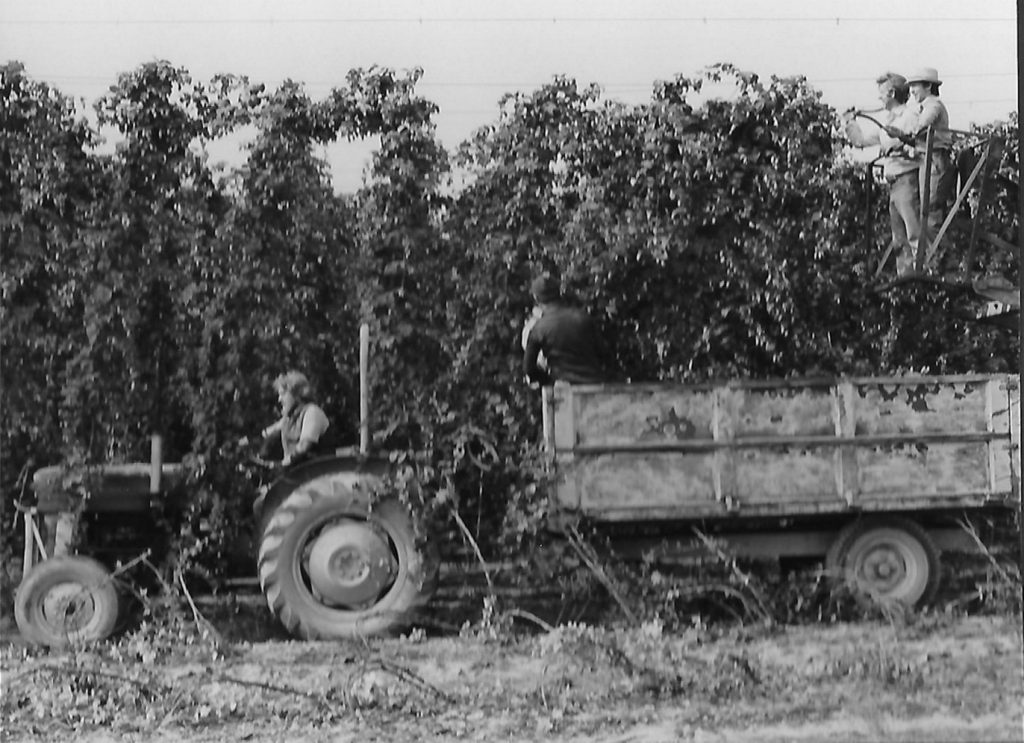 Hop Picking in Worcestershire Worcestershire Archive & Archaeology