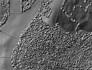 Wassell Wood Lidar with tree canopy shown