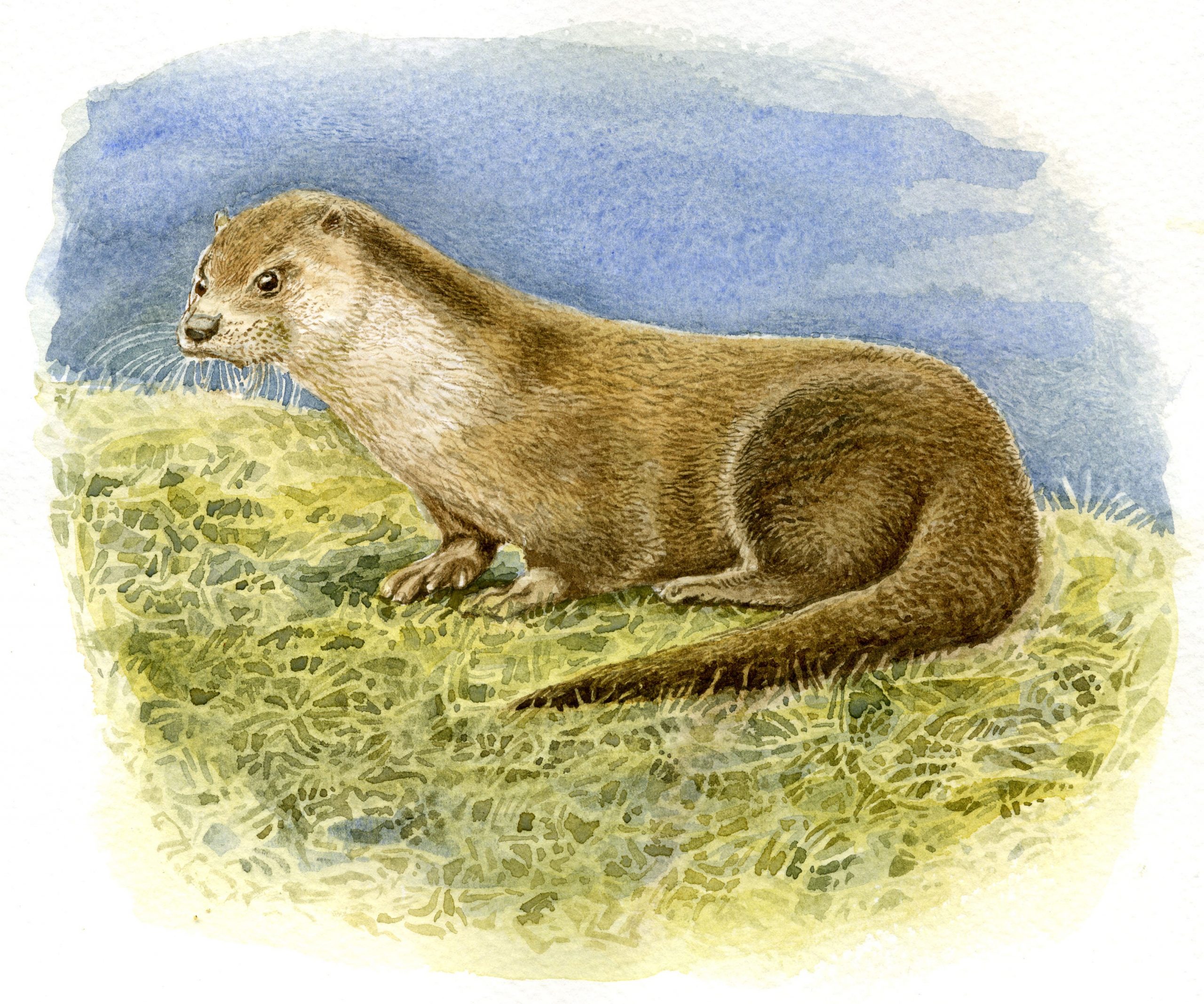 Watercolour painting of an otter