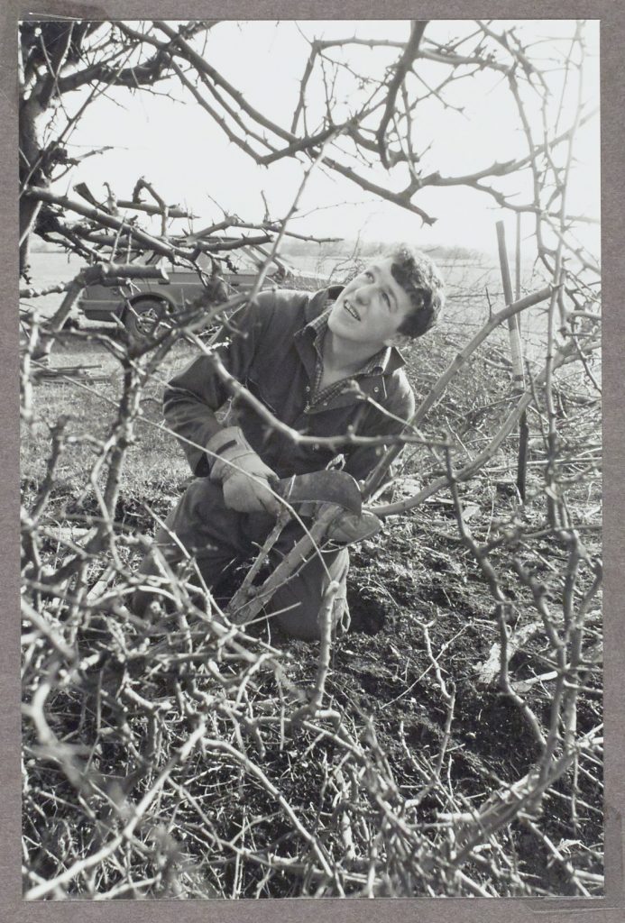 Andrew Smith Hedgelaying as part of a county event, Broomhall Farm, Kempsey c.1987 WPS 79424 © Newsquest