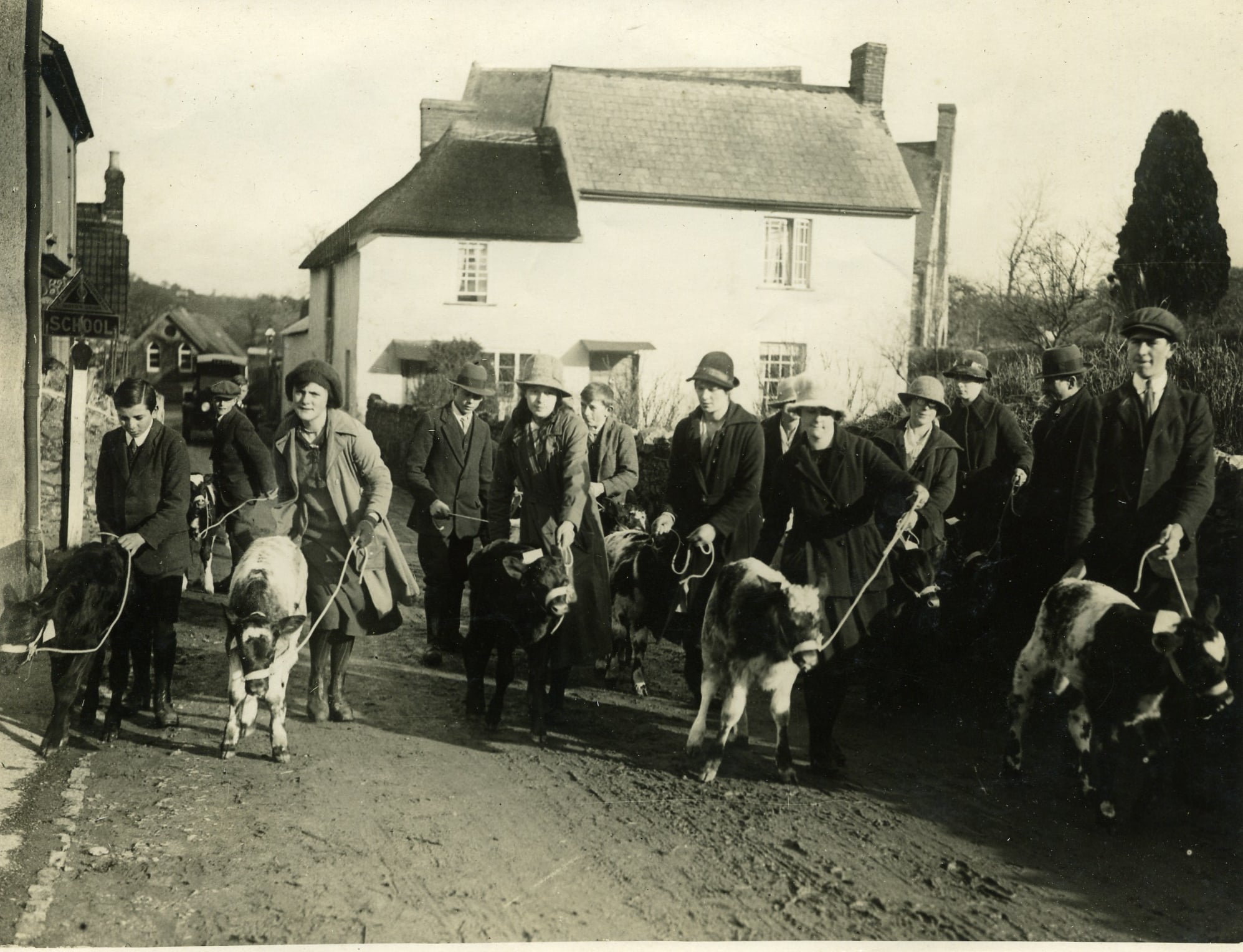 Calf Club owners parading their new calves through Fore Street, Hemyock, Devon, 1921 reproduced from The Calf Club Centenary Group, Hemyock