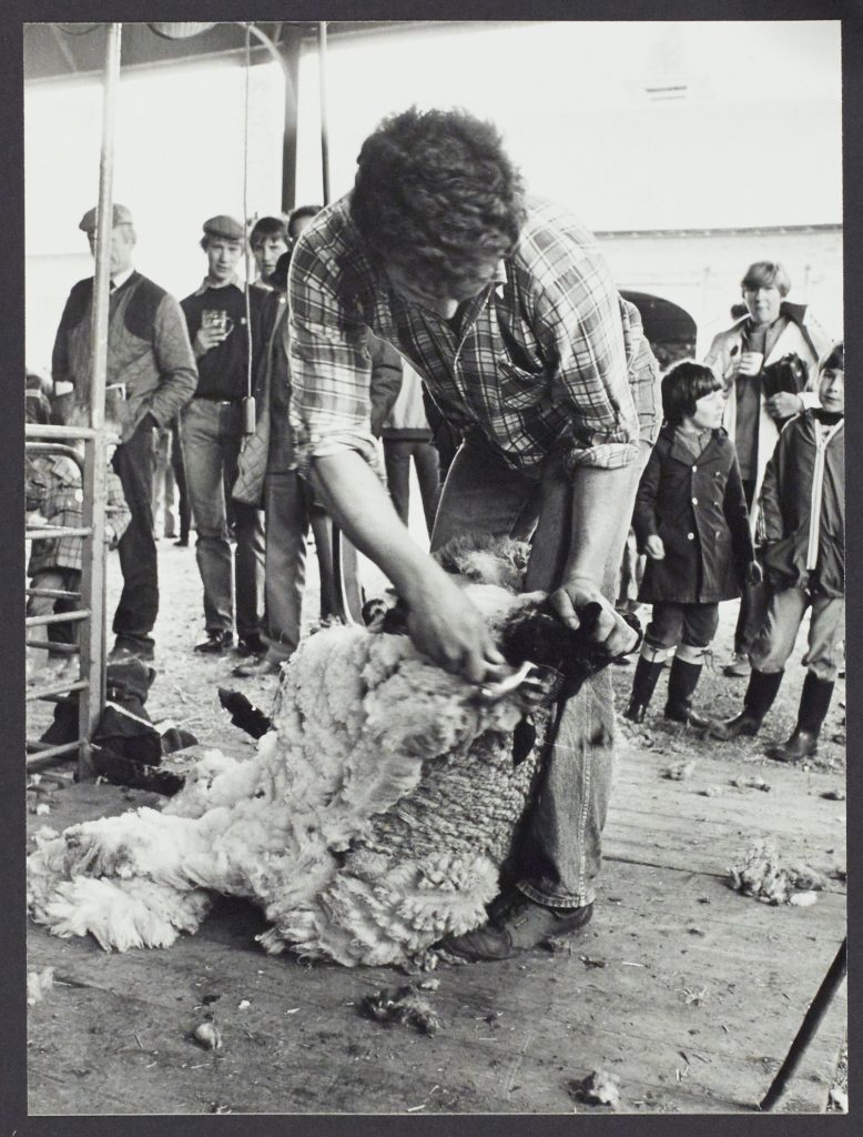 Sheepshearing at Young Farmers Club Rally Chapel Farm Netherton c.1983 WPS 57912 © Newsquest