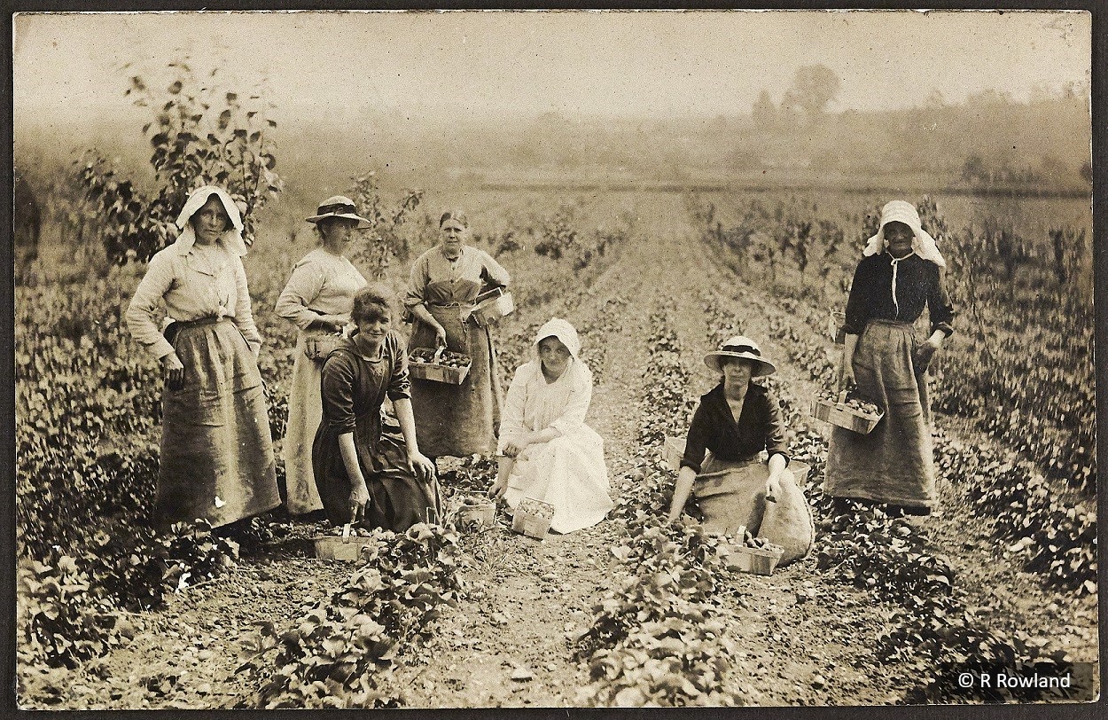Strawberry Picking at Oxstalls Farm, Evesham 1920s © R Rowland