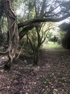 Cleared line of the ditch with trees either side