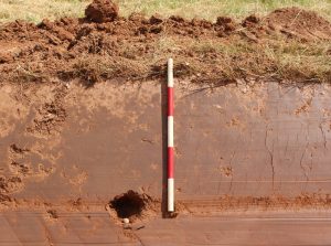 Musket ball in situ