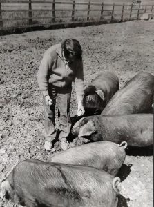 Black and white photograph of a man feeding pigs.