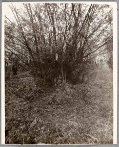 A black and white photograph of the tree in which the body was found.